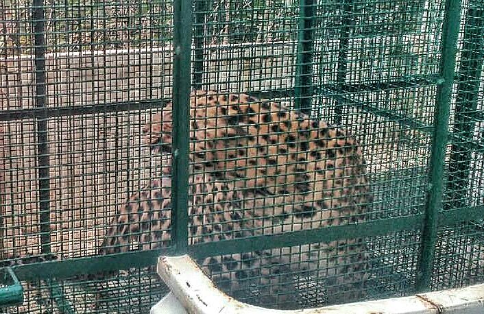 A leopard finally cuaght in Gundupade, near Pernakila